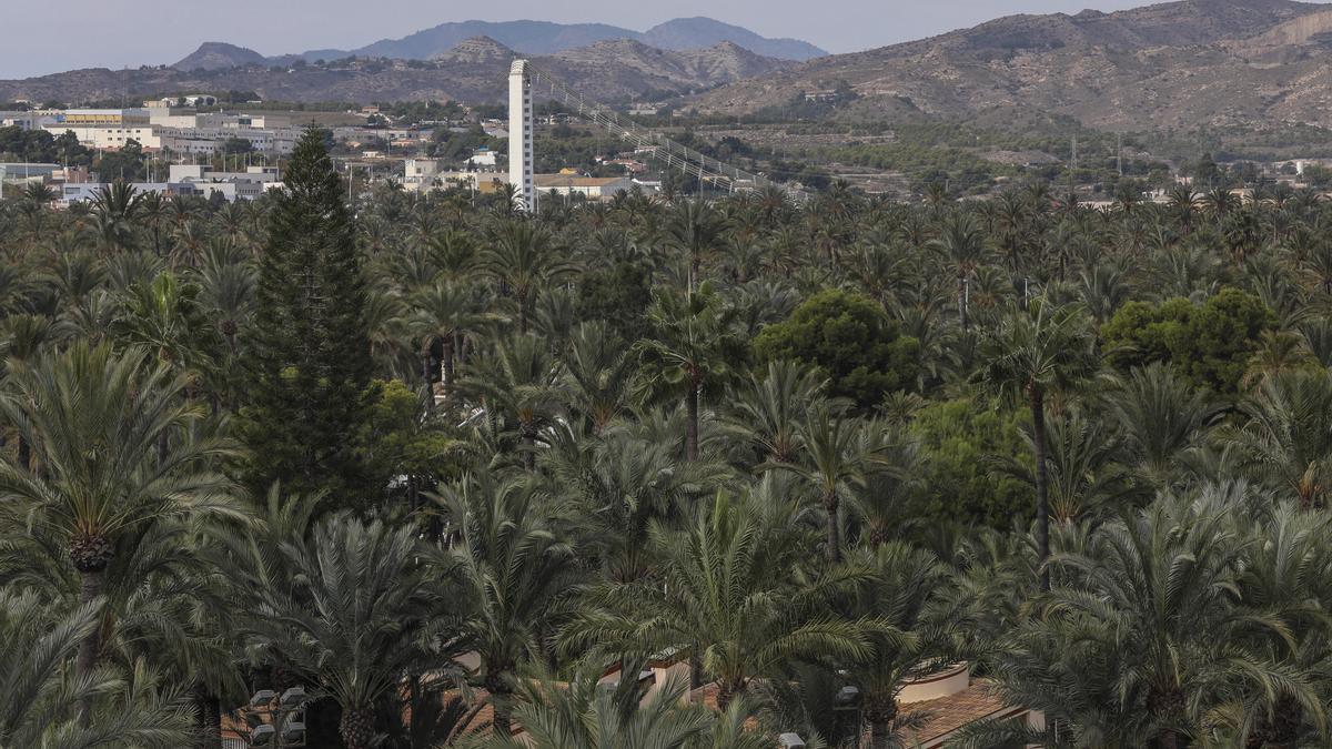 Imagen panorámica del Palmeral de Elche.