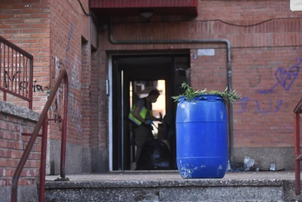 Hallan 300 plantas de marihuana en una casa del barrio del Infante de Murcia