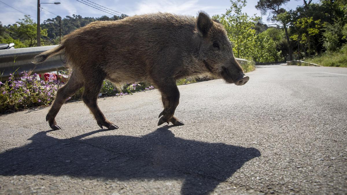 Un jabalí cruza una carretera cerca de Les Planes.