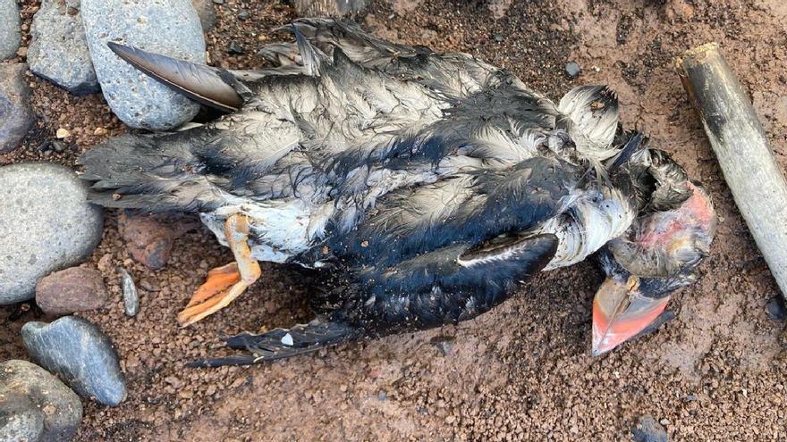 Hallan un centenar de frailecillos muertos en las costas del norte de Tenerife