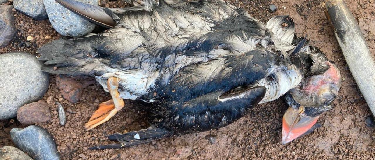 Uno de los frailecillos muertos aparecidos en la costa de Los Silos en enero de 2023