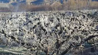 Agroseguro abandona la cereza de Calatayud frente a las heladas