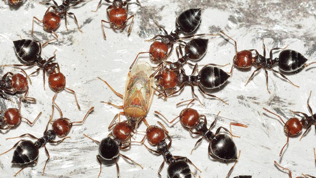 Hormigas atacando a otro insecto