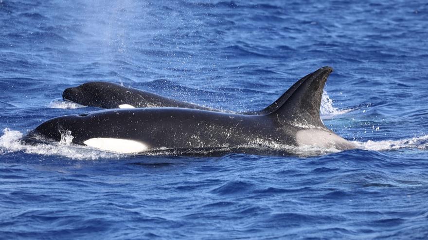 Avistamiento de orcas a unas tres millas de El Hierro