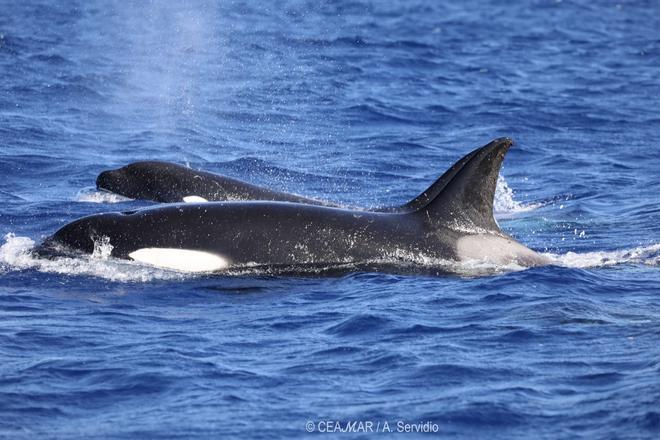 Avistamiento de orcas a unas tres millas de El Hierro