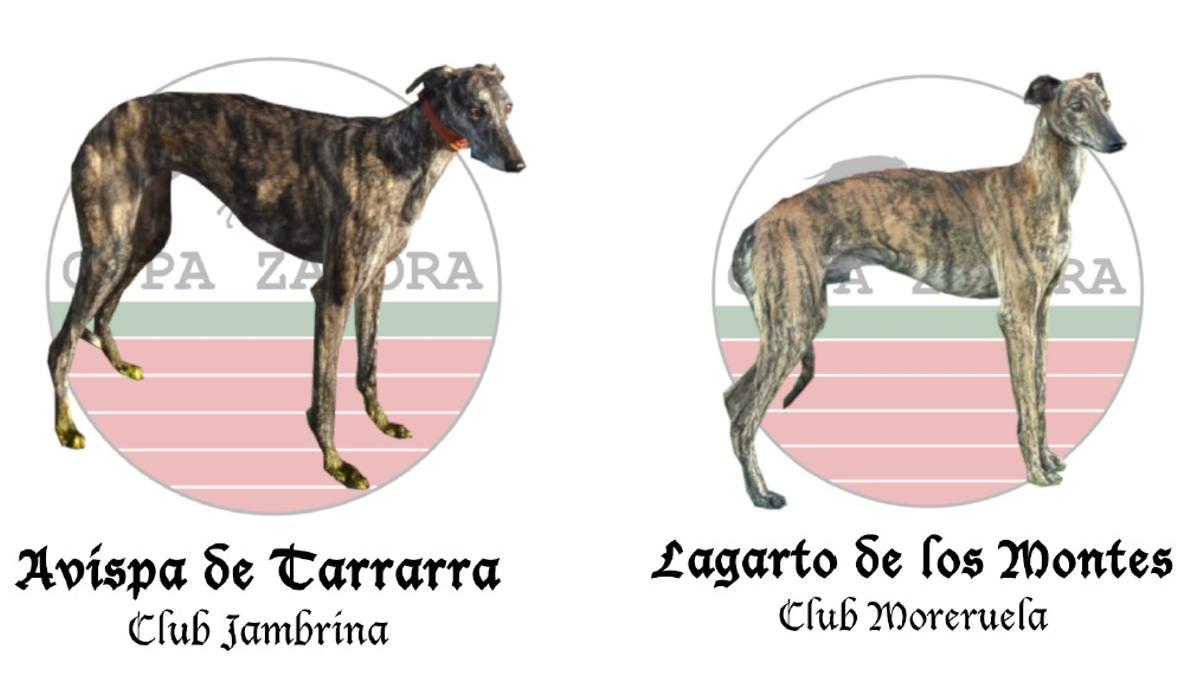 Galgos finalistas de la Copa Zamora 2024