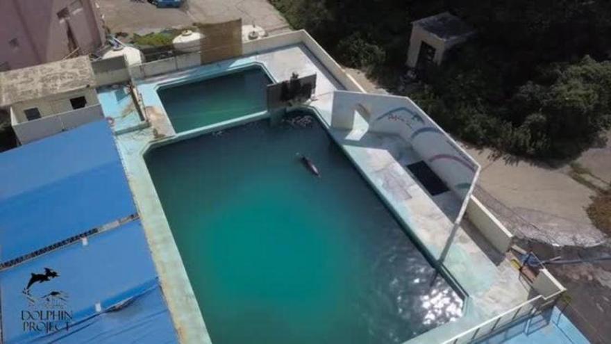 Un delfín lleva nueve meses solo en un parque acuático abandonado en Japón