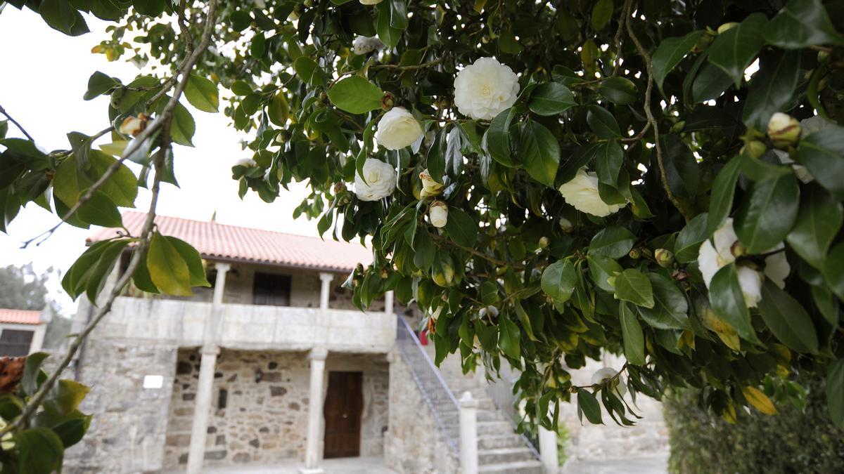 Camelios en flor en el Pazo de Xerlís.