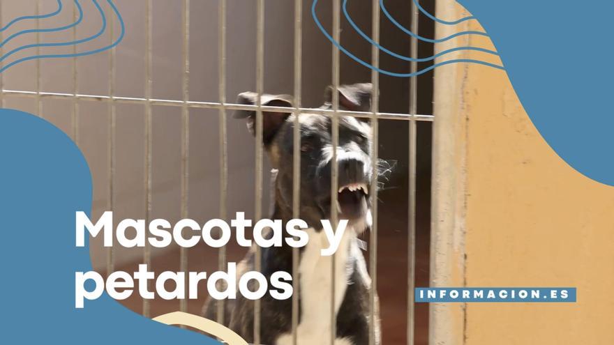 HOGUERAS ALICANTE 2023 | ¿Tu perro siente pánico con los petardos?