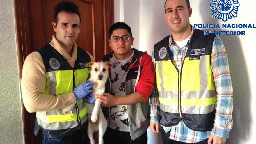 Deja inconsciente al perro de su compañero de piso por morder el papel higiénico