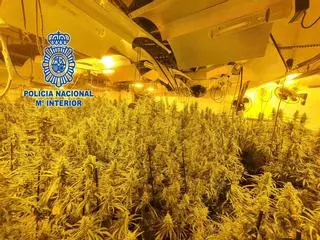 Un búnker con 13 kilos de marihuana en Zamora: más de 22.000 euros de multa