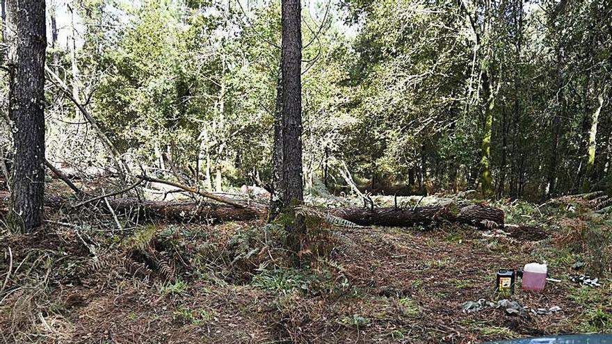 Un empleado forestal murió el pasado octubre al caerle encima un árbol en Tabeirós. |   // BERNABÉ/JAVIER LALÍN 