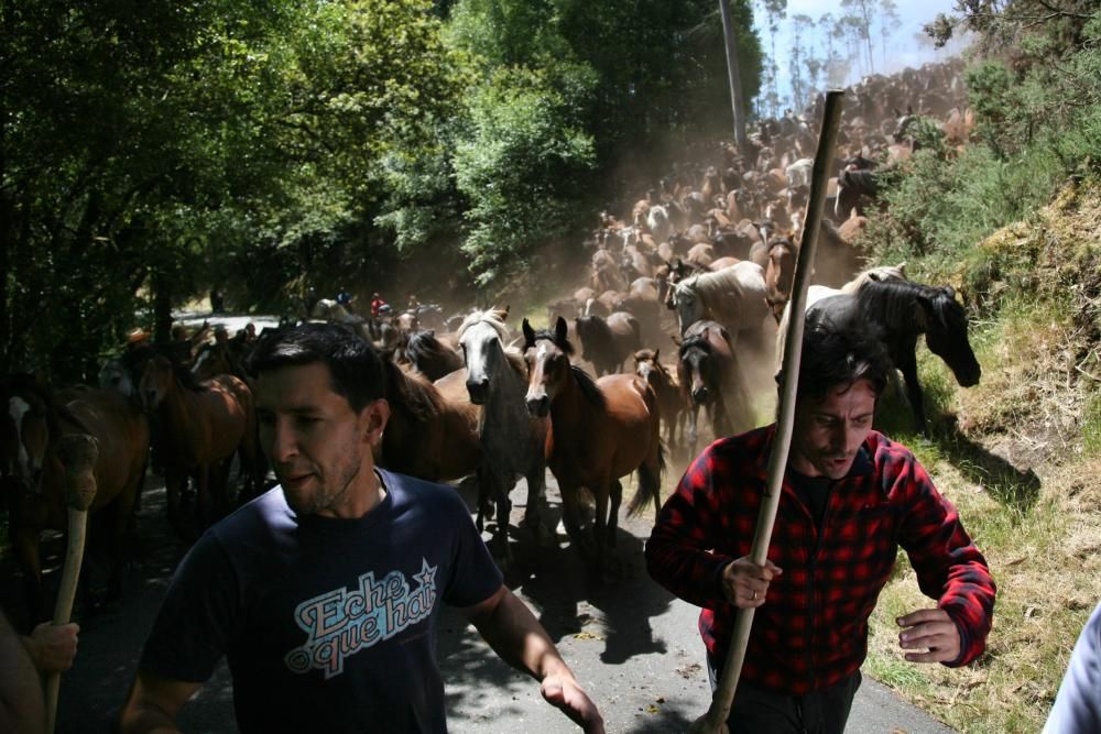 Más de quince "aloitadores" raparon a cerca de 200 caballos en el primer curro de Sabucedo