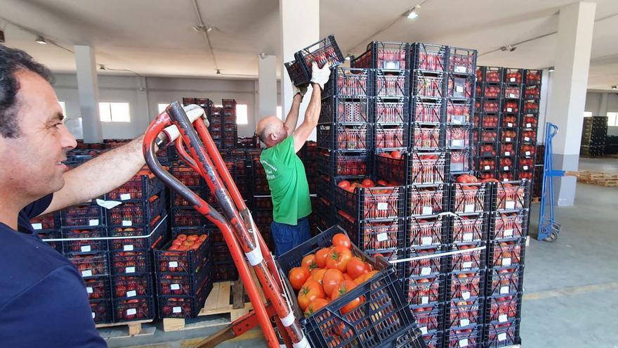 Los precios en origen de las frutas y hortalizas se estabilizan tras la elevada inflación en abril