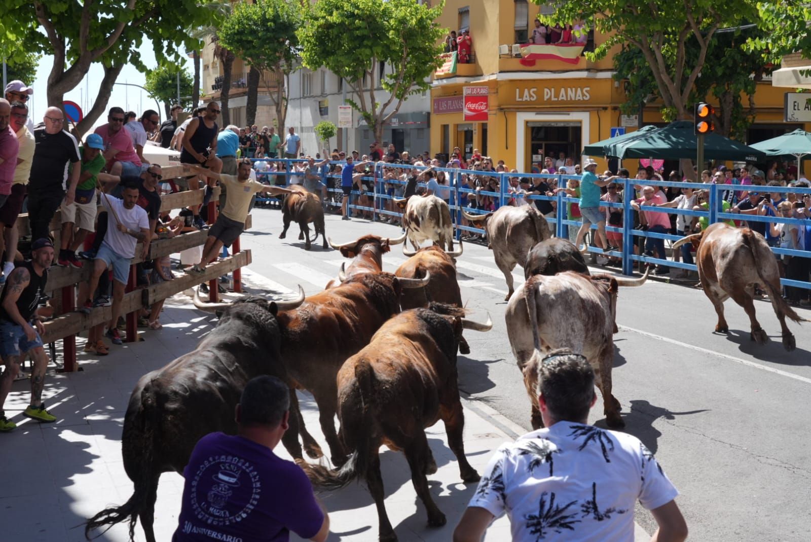 Primer encierro de las fiestas de Sant Pere del Grau