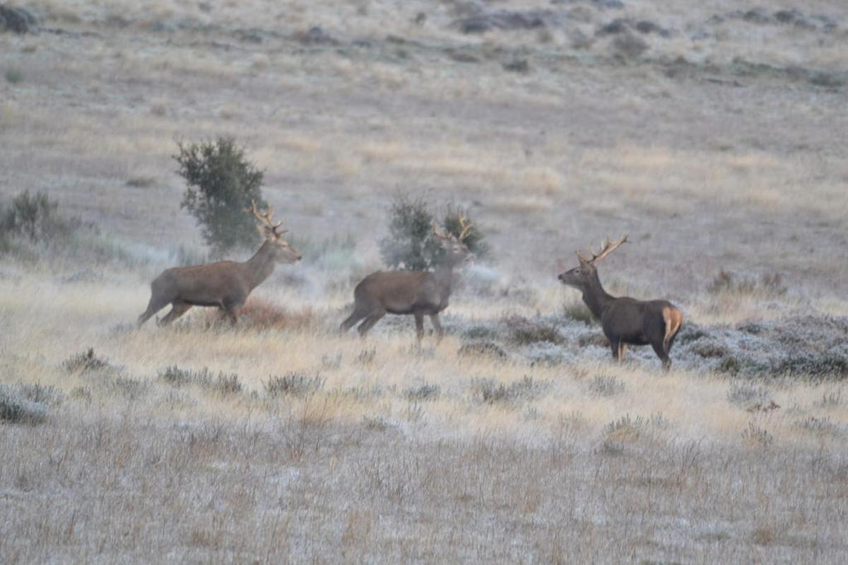 Tres ciervos en la Reserva de Caza Sierra de la Culebra