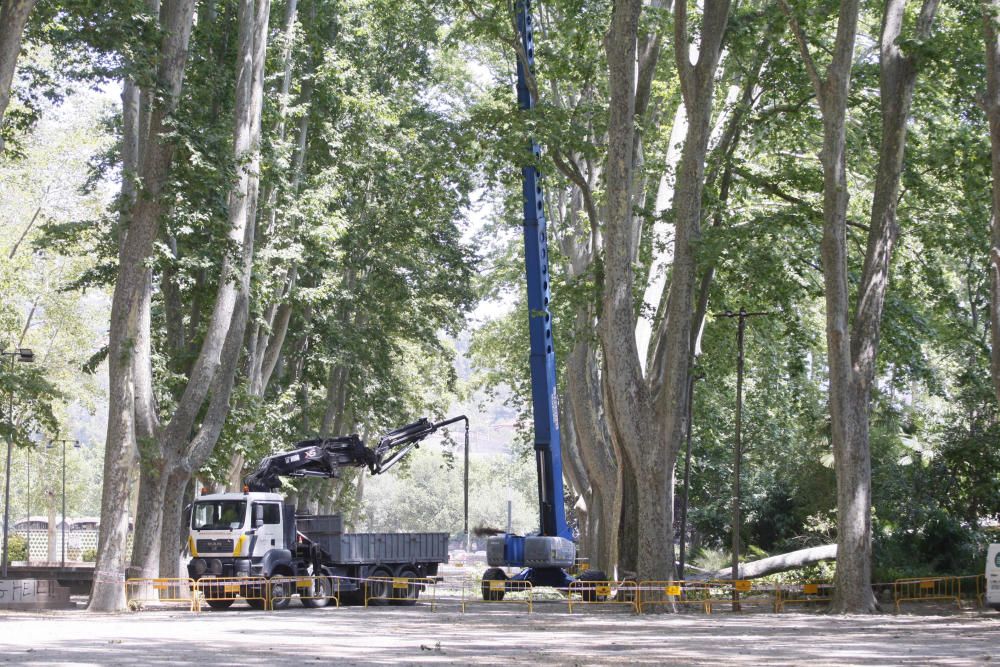 Tanquen fins dilluns els Jardins de la Devesa per la caiguda d''un plàtan