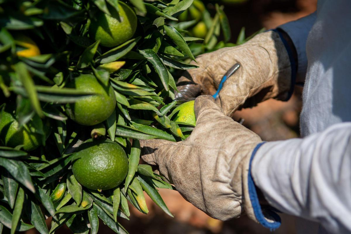 Los ladrones se han hecho con 36.000 kilos de clemenvillas en Betxí.