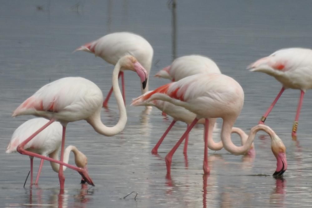 Flamencos y todo tipo de aves en la Laguna de Villena