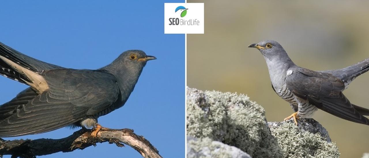 El cuco común fotografiado por SEO/BirdLife, que gestiona la Reserva Ornitológica O Grove.