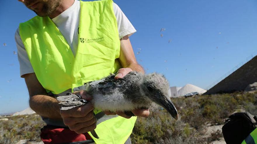 Torrevieja, más medioambiental durante el mes de junio