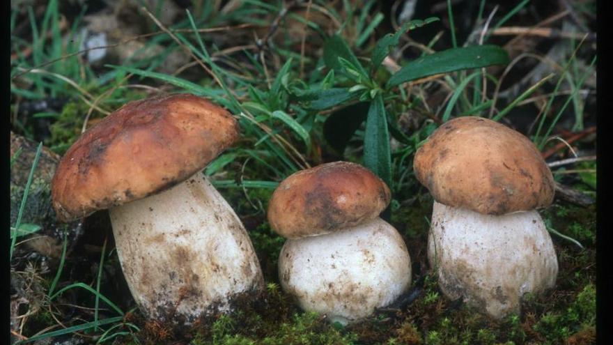 Boletus en un monte zamorano. Las setas son un recurso muy apreciado de los bosques.