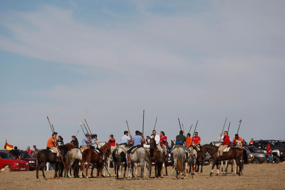 Encierro campero Pereruela