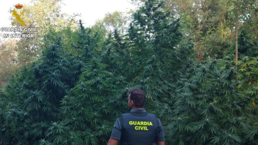 Un agent davant les grans plantes de marihuana