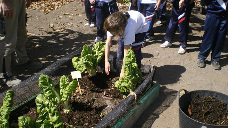 Abierto el plazo para solicitar la inclusión en el proyecto de huertos escolares de la Casa Verde