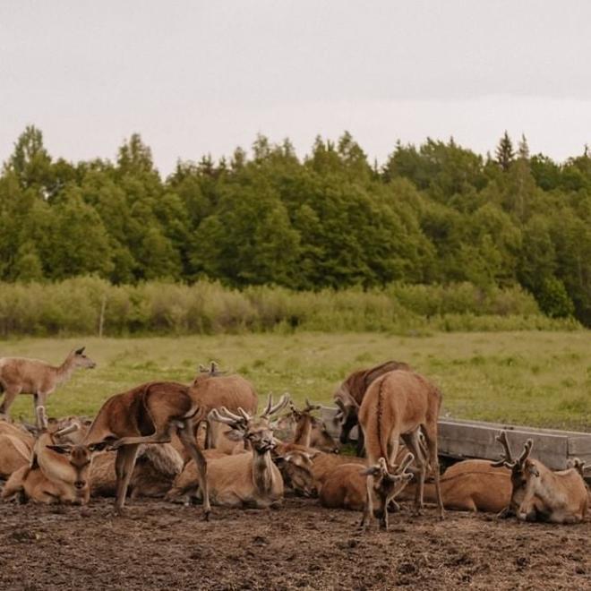 Ciervos de Lituania, 5 planes para celebrar la llegada del otoño en Lituania