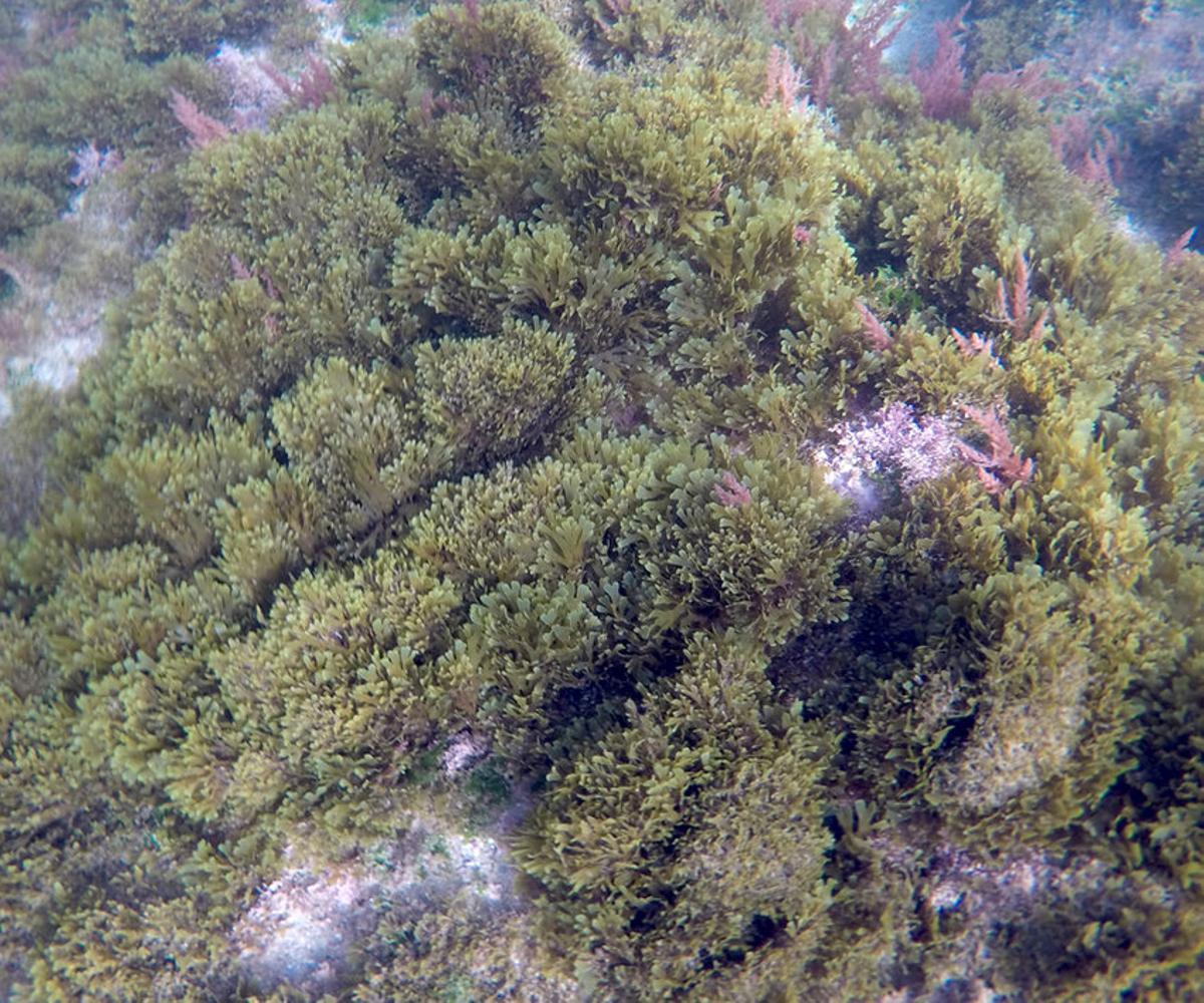 Ejemplar del alga en el fondo del Mediterráneo