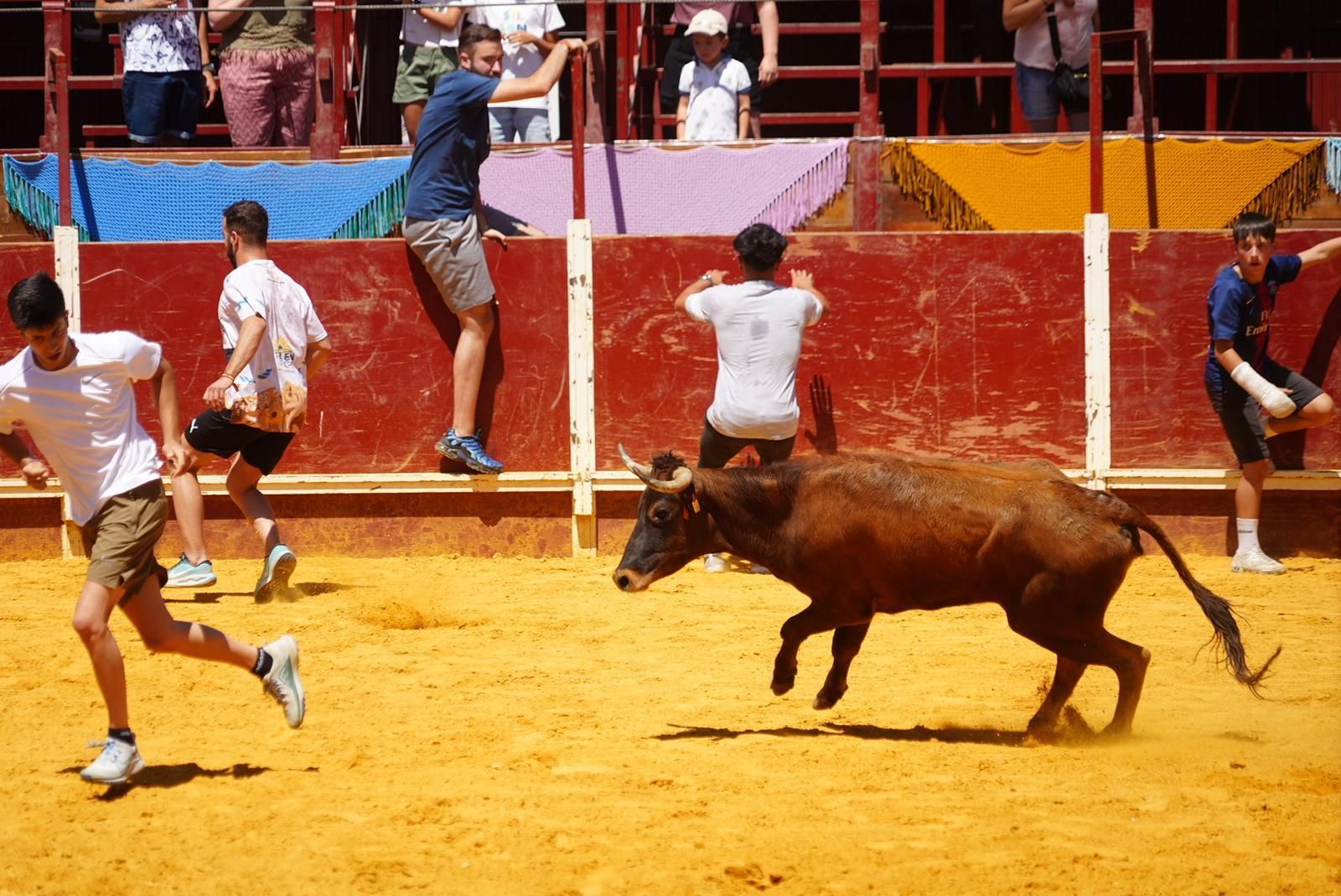 Gran ambiente, numeroso público y emoción en los encierros taurinos de El Viso