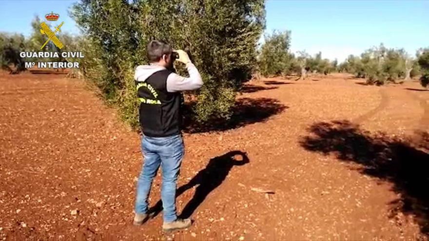 Operación de la Guardia Civil contra el robo y venta de aceitunas en Extremadura