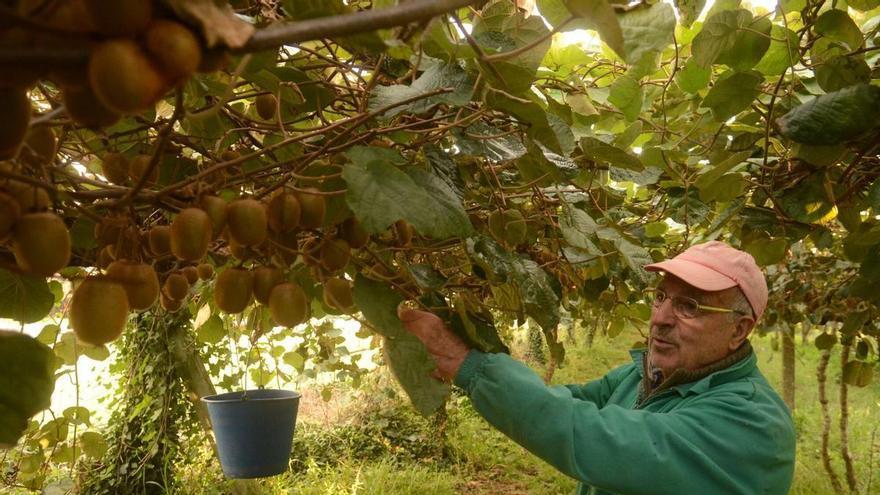 Del monte al viñedo, al kiwi y hasta al aguacate: Galicia tramita casi medio centenar de cambios a suelo agrícola desde 2023