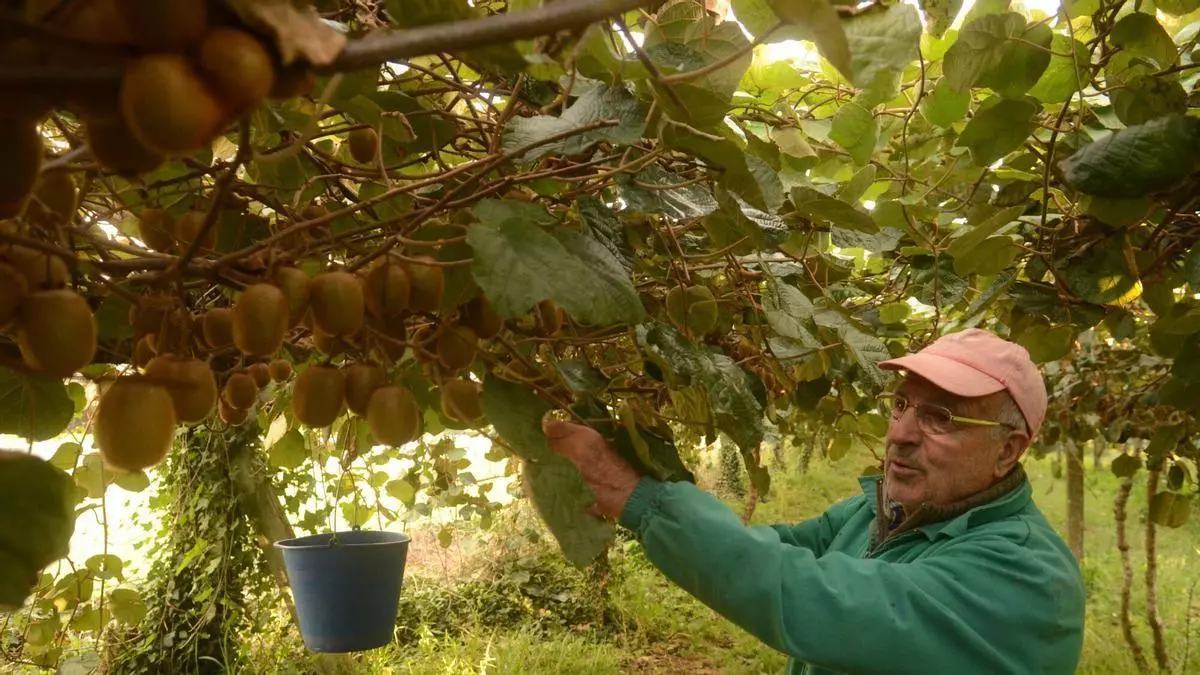 Del monte al viñedo, al kiwi y hasta al aguacate: Galicia tramita casi medio centenar de cambios a suelo agrícola desde 2023