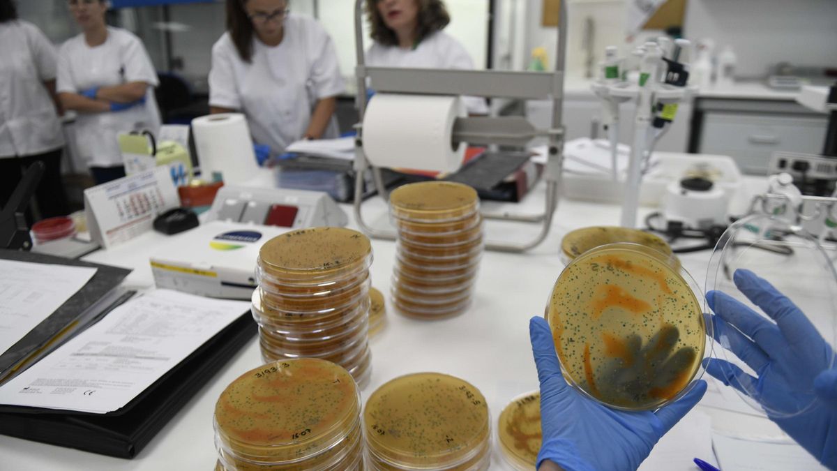 Muestras analizadas en el Laboratorio de Salud Pública de Murcia.