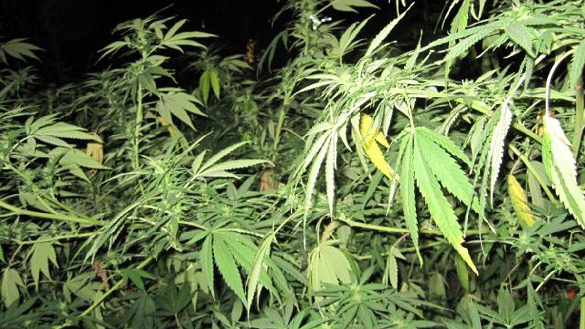 Malta serà el primer país europeu a legalitzar la marihuana per a consum personal