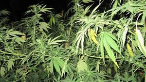 Malta serà el primer país europeu a legalitzar la marihuana per a consum personal