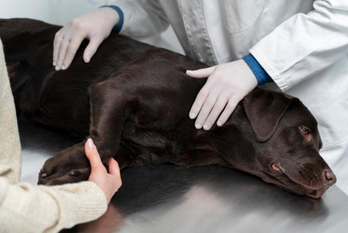 Compte amb els tumors dels animals