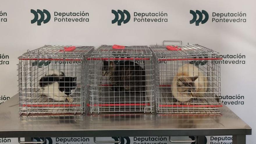 Felinos mosenses no Centro de Recollida e Prodección Animal. | //D.P.
