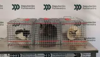 Mos estrea o programa de colonias felinas do CAAN