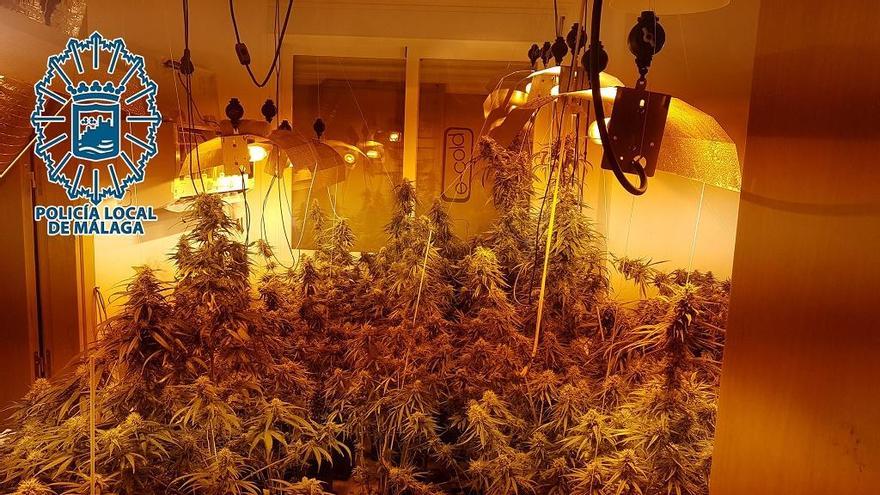 Plantación de marihuana en el interior del domicilio del detenido.