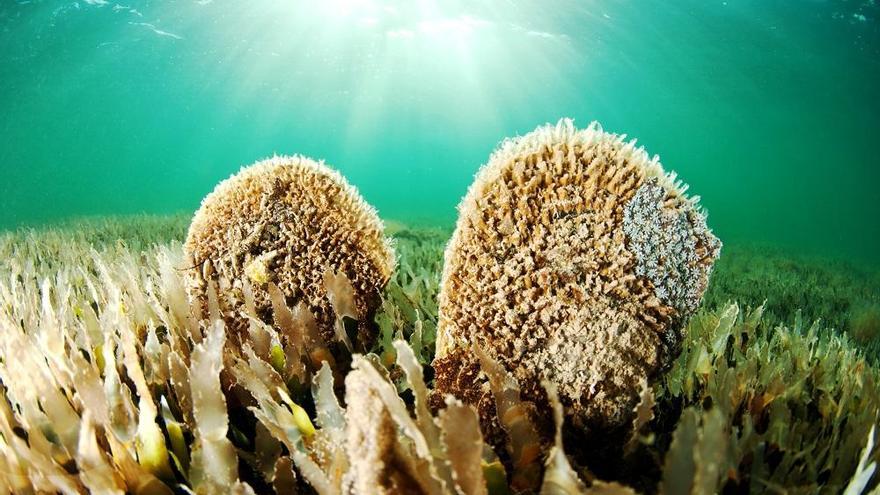 Balizarán zonas del Mar Menor donde haya nacras para evitar la pesca y el baño