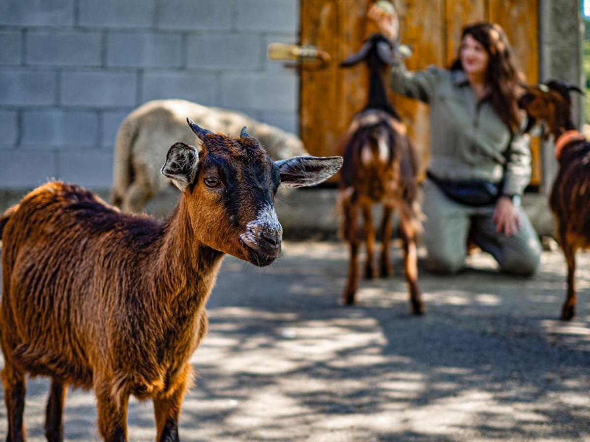 Cabras en el refugio Acougo de A Laracha.