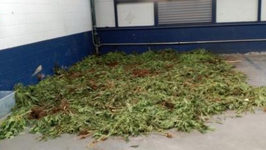 Una comissaria de Mossos amb olor de marihuana