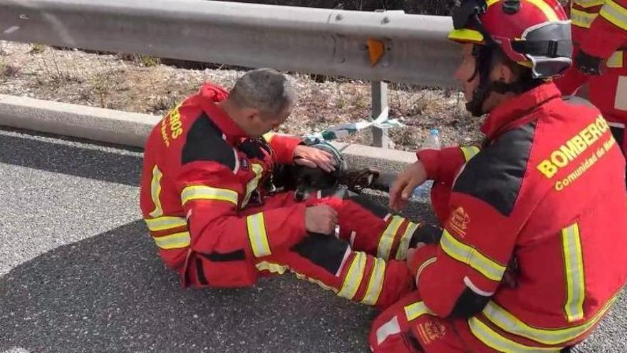Los bomberos rescatan al perro de una pareja implicada en un accidente en la AP-6 en Madrid