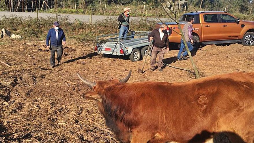 La limpieza y repoblación de montes comunales no cesa en la parroquia | FDV