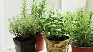 Plantas repelentes de moscas: la solución natural para mantener tu casa libre de insectos voladores