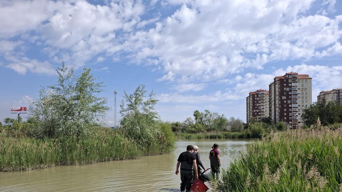 El Projecte Emys convoca quatre voluntariats en aquesta zona humida.