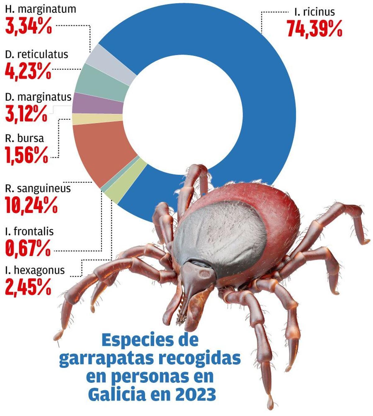 Especies de garrapatas recogidas en personas.